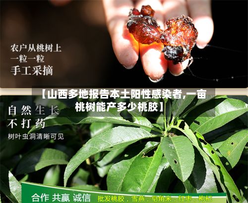 【山西多地报告本土阳性感染者,一亩桃树能产多少桃胶】-第2张图片
