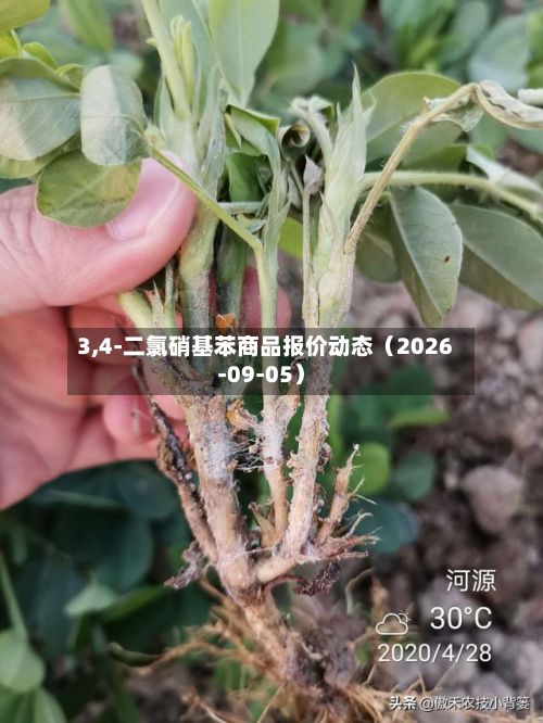 3,4-二氯硝基苯商品报价动态（2026-09-05）-第1张图片