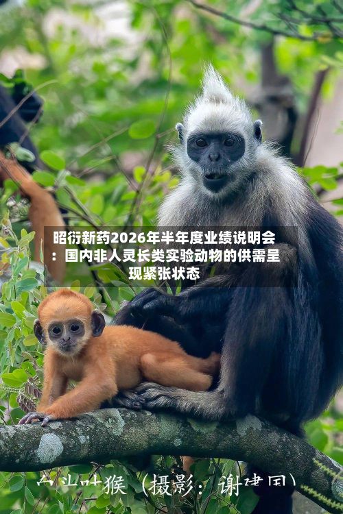昭衍新药2026年半年度业绩说明会:国内非人灵长类实验动物的供需呈现紧张状态-第2张图片