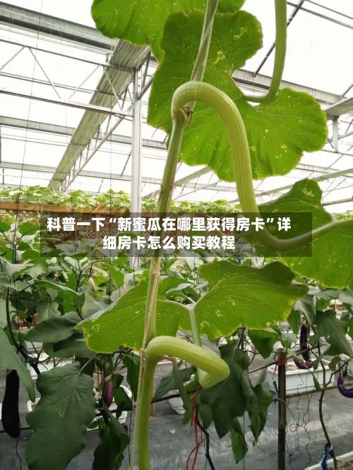 科普一下“新蜜瓜在哪里获得房卡”详细房卡怎么购买教程-第2张图片