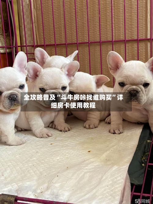 全攻略普及“斗牛房咔找谁购买”详细房卡使用教程-第3张图片