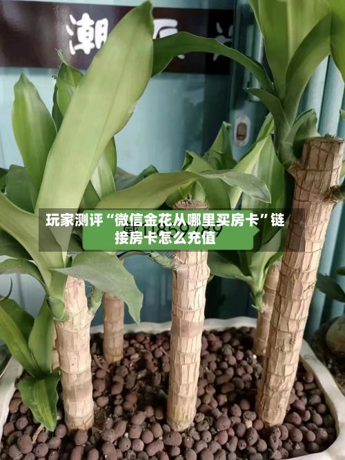 玩家测评“微信金花从哪里买房卡”链接房卡怎么充值-第2张图片