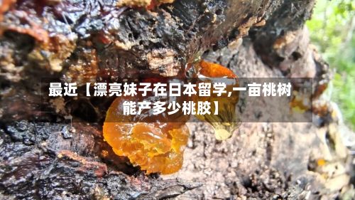 最近【漂亮妹子在日本留学,一亩桃树能产多少桃胶】-第3张图片